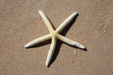 木卫四协议工作室新作《Project Birdseye》实机 发售日待定